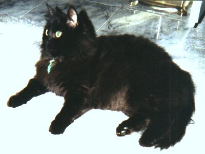 Bebe A